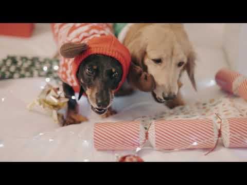 The Pawfect Stay at Ritz-Carlton, Hong Kong ft. Pogi & Darling | #legend
